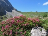 Bewimperte Alpenrose, Rhododenrum  hirsutum, Ericaceae; Bummerengrat, hi  Regenboldshorn 2193m