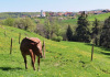 Bourrignon