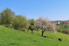 Bourrignon