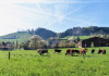 Gettnau: auch  hier gibt es Drumlins
