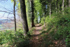 schöner Waldweg