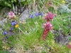 alpiner Blumengarten