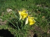 Narzisse (Narcissus pseudonarcissus),Â 
auch Osterglocke,AmaryllisgewÃ¤chse (Amaryllidaceae)