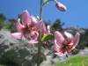 img_5903 img_5903