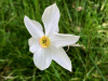 Weisse Narzisse; Naricissus poeticus, Amaryllisgewächse