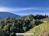 Weinberge