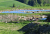 Kreuzhügel; Amphibien Laichgebiet