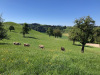 friedliche Landschaft, hi Rigi