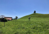 der erste Drumlin