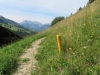 Wiesenpfad; Staldenflue 2250m,