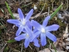 ZweiblÃ¤ttriger Blaustern, Sternhyazinthe, Meerzwiebel;Scilla bifolia, Liliaceae
in AuenwÃ¤lder, geschÃ¼tzt, ziemlich selten