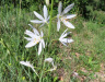 Astlose Graslilie, Anthericum liliago