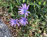 Blauer Lattich, Lactuca perennis, Astereraceae