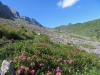 die letzen Alpenrosen; BÃ¼tschiflue 2620m, Aeugi 2435m, Bummerengrat, hi  Regenboldshorn 2193m, HÃ¼endersÃ¤del