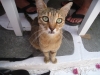 Katze  in Mykonos
