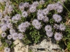 HerzblÃ¤ttrige Kugelblume, Globularia cordifolia, Globulariaceae