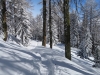 auf dem Schneeschuhtrail durch den Winterwald