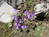 Echtes AlpenglÃ¶ckchen, Soldanella alpina, Primulaceae