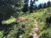 Pfad zur Bürchneralp