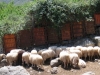 die einzgen Schafe, die wir  bis jetzt sahen