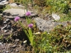 Schnittlauch; Allium schoenoprasum
