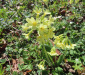 Wald- Schüssleblume; Primula elatior; Primulaceae