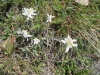Edelweiss, Leontopodium  nivale, Astereacea