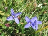 Fransen Enzian, Gentianopsis cilliata