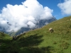 Schafweide mit Daubenhorn hinter den Wolken