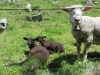 Schafe weiden an der Bineri