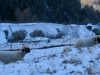 Schafe bei Gasenried
