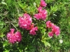 RostblÃ¤ttrige Alpenrose; Rhododendrum ferrugineum; Ericaceae