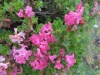 Bewimperte Alpenrose, Rhododenrum  hirsutum, Ericaceae
