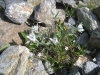 Alpen Edelweiss, Leontopodium nivale