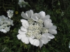 Strahlen Breitsame (Orlaya grandiflora)