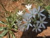 Ãstige Graslilie (Anthericum ramosum)