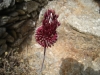 Ackerknoblauch (Allium ampeloprasum)  	AmaryllisgewÃ¤chse (Amaryllidaceae)
