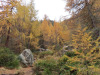 Herbstwald Herbstwald