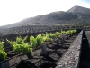 Weinanbaugebiet von La Geria