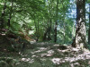 der Wanderweg nach Aldesago