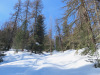 Trail durch den Winterwald