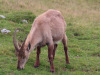 Steinbock