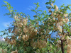 Gelber Blasenstrauch; Colutea arborescens, Blasensträüucher