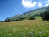 Blumenwiesen unterhalb der Bergkette zum Churer Joch