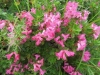 Bewimperte Alpenrose, Rhododendrum hirsutum, Ericaceae ;in Kalkgebieten