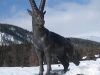 der Steinbock von Pontresina