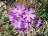 Mehlprimel, Primula farinose, Primulaceae
