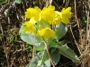 Aurikel, Primula auricula, Primulaceae
