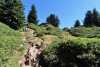 grüne Landschaft
