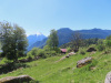 Weg durch die Kuhweide